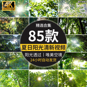 4K夏日阳光透过树叶森林空境升格大自然唯美清新绿叶实拍视频素材